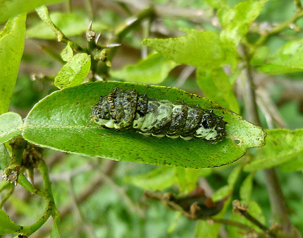 葉の上のナガサキアゲハの幼虫