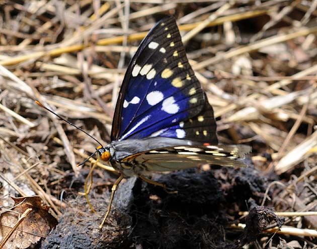 日本の国蝶オオムラサキ 北摂の生き物