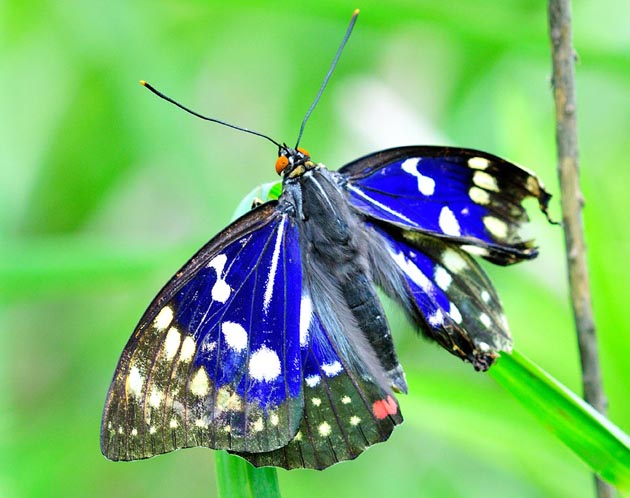 日本の国蝶オオムラサキ 北摂の生き物