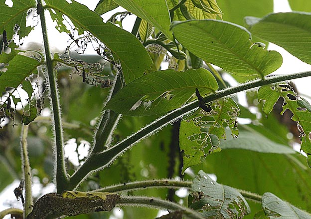 クルミハムシを食べるカメノコテントウの幼虫