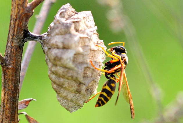 体の掃除をするフタモンアシナガバチ