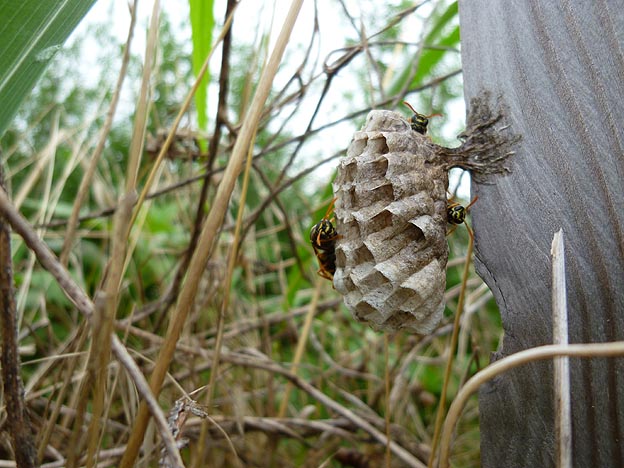 働き蜂のいるフタモンアシナガバチの巣