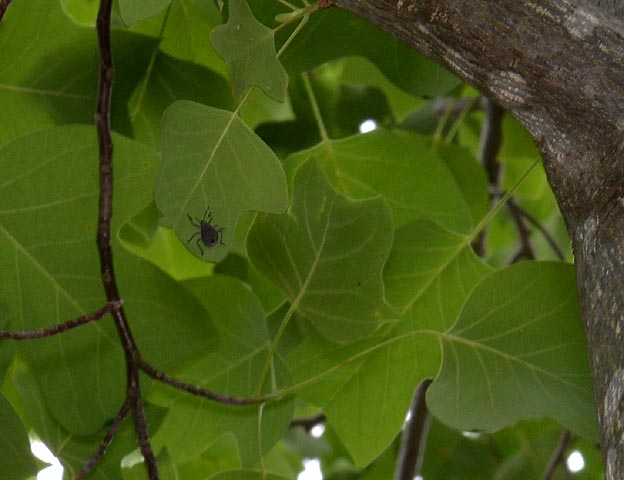 ユリノキの葉にいるキマダラカメムシの幼虫
