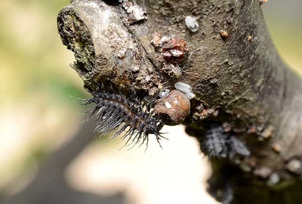 タマカタカイガラムシを食べているアカホシテントウの幼虫