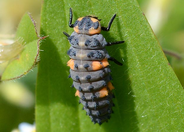 ナナホシテントウの幼虫