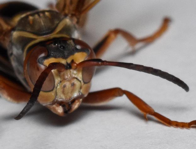 セグロアシナガバチのオスの顔面の写真