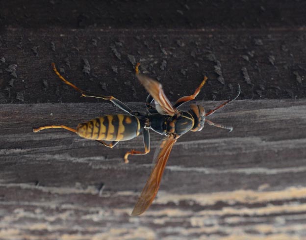 セグロアシナガバチのオスの写真